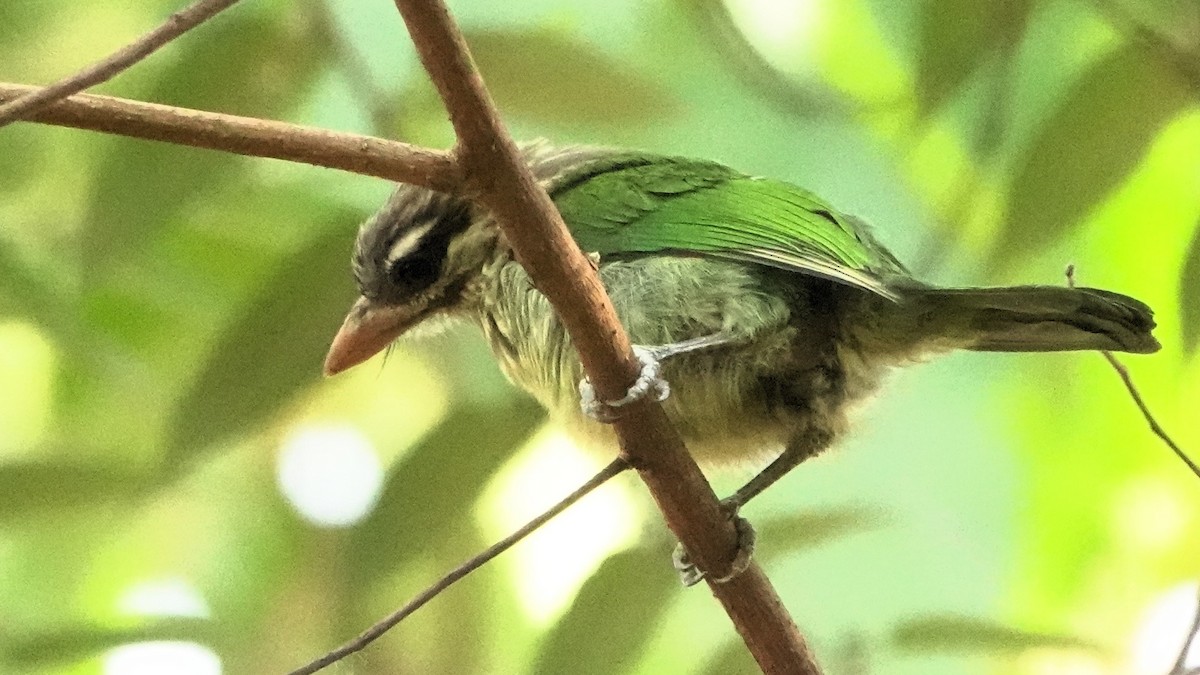 White-cheeked Barbet - ML620103652