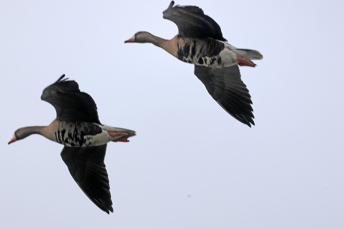 Greater White-fronted Goose - ML620103661