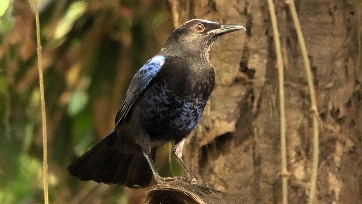 Малабарская синяя птица - ML620103664