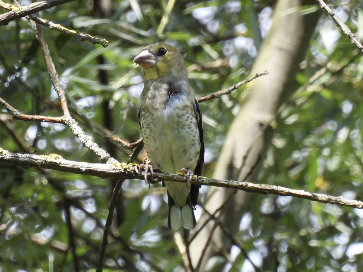 Hawfinch - ML620103665