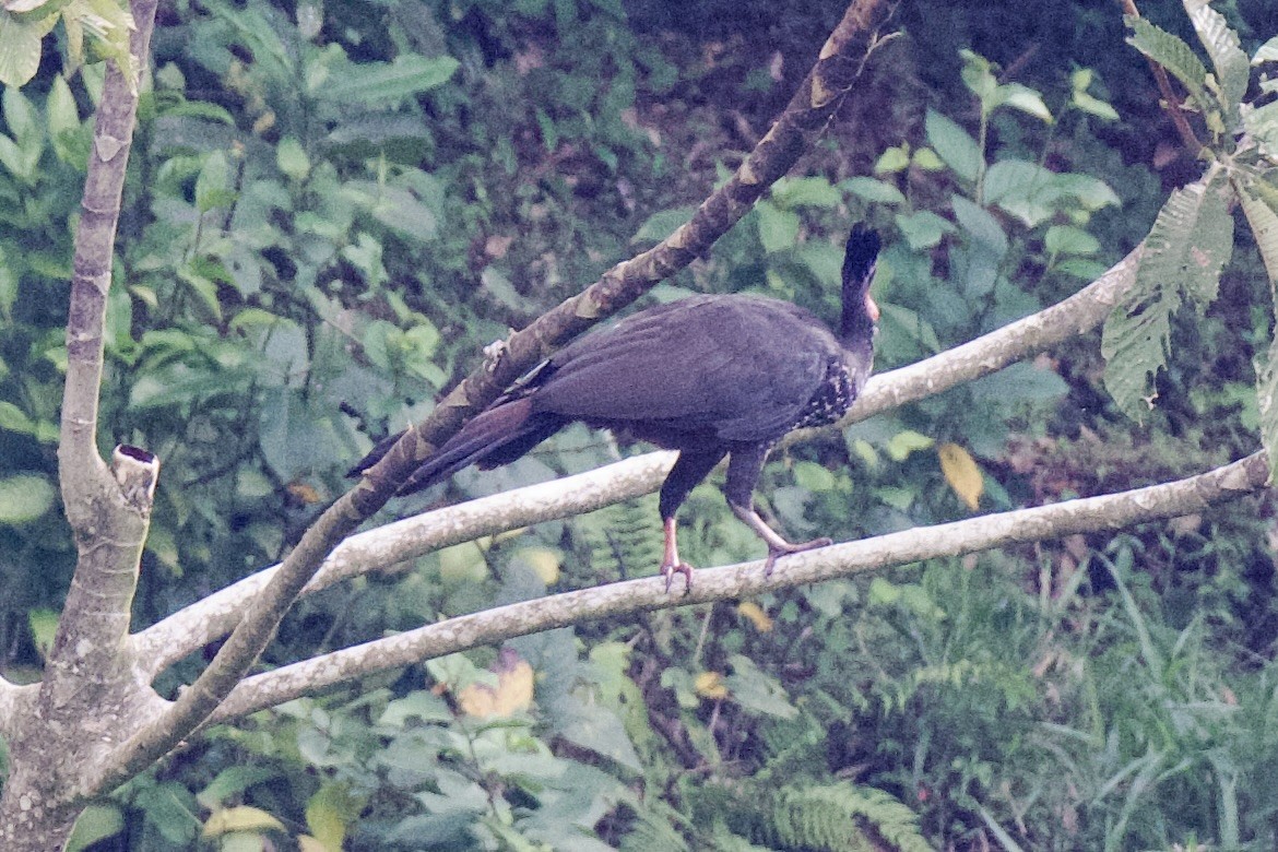 Crested Guan - ML620103669