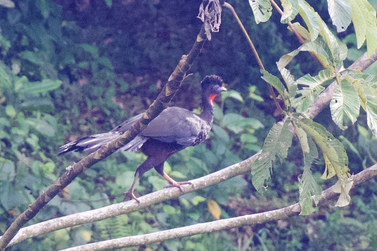 Crested Guan - Michael Gaume