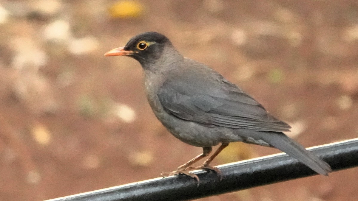 Indian Blackbird - ML620103703