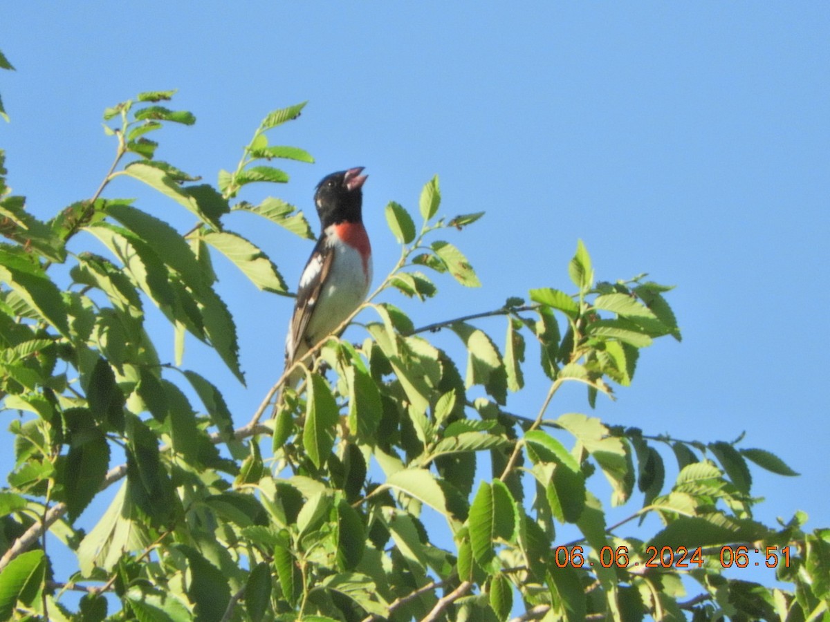 Rose-breasted Grosbeak - ML620103711