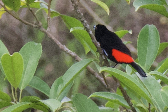 Scarlet-rumped Tanager (Passerini's) - ML620103732
