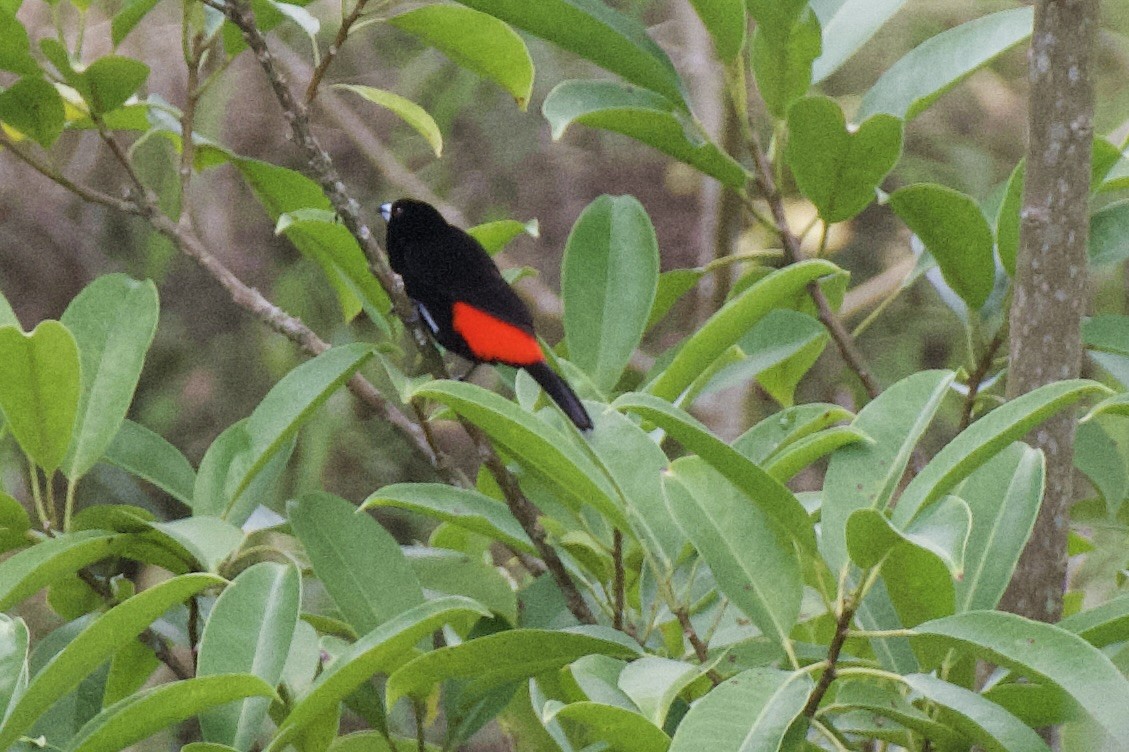 Scarlet-rumped Tanager (Passerini's) - ML620103734
