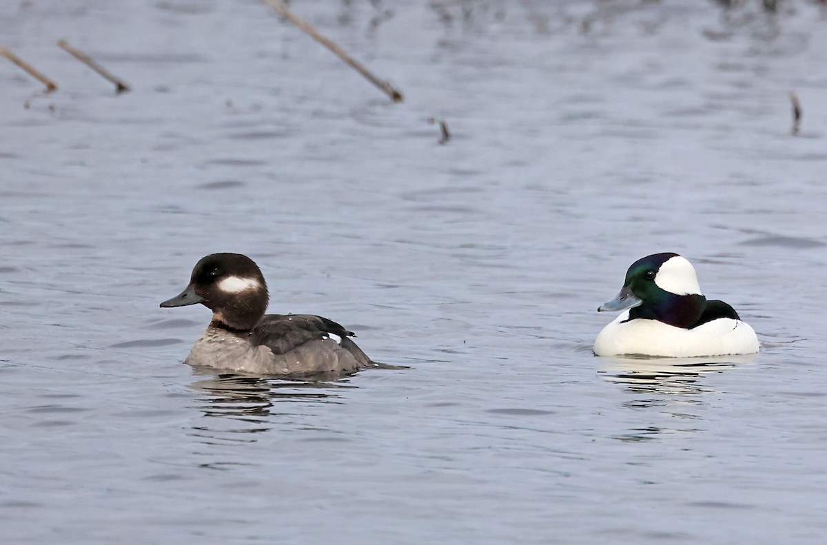 Bufflehead - ML620103744