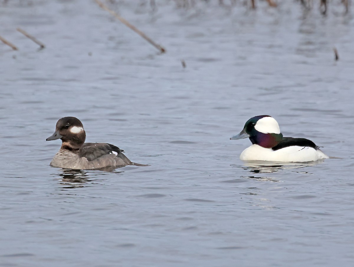 Bufflehead - ML620103750