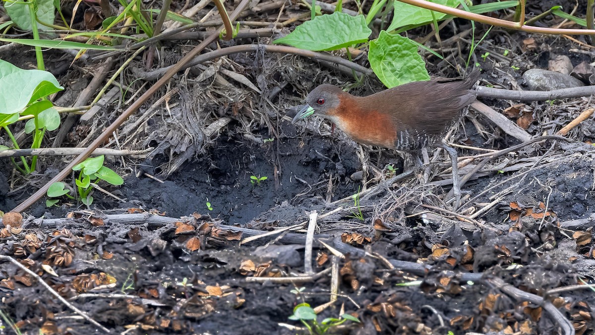 White-throated Crake - ML620103753