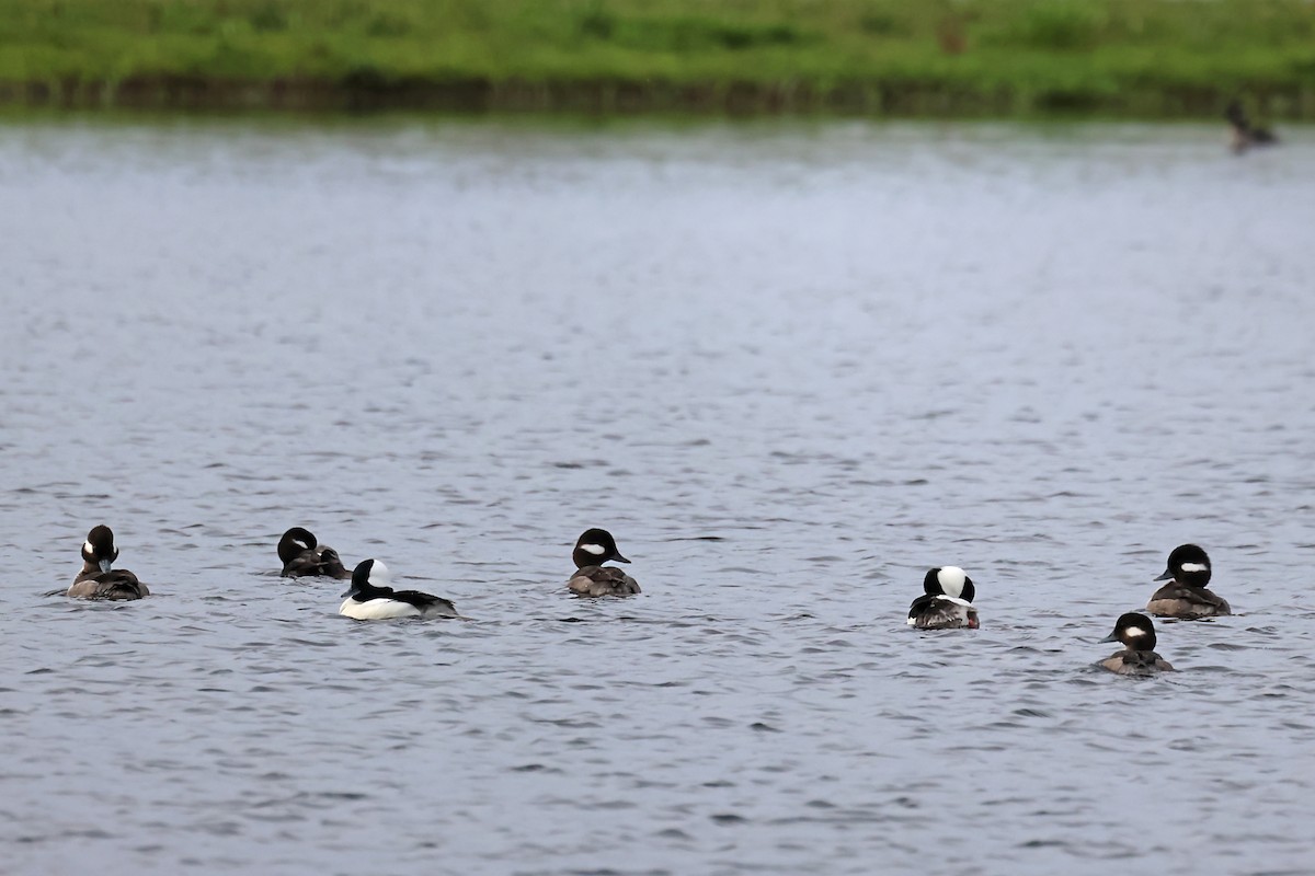 Bufflehead - ML620103755