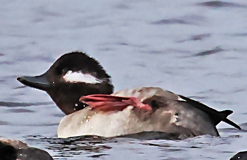 Bufflehead - ML620103756