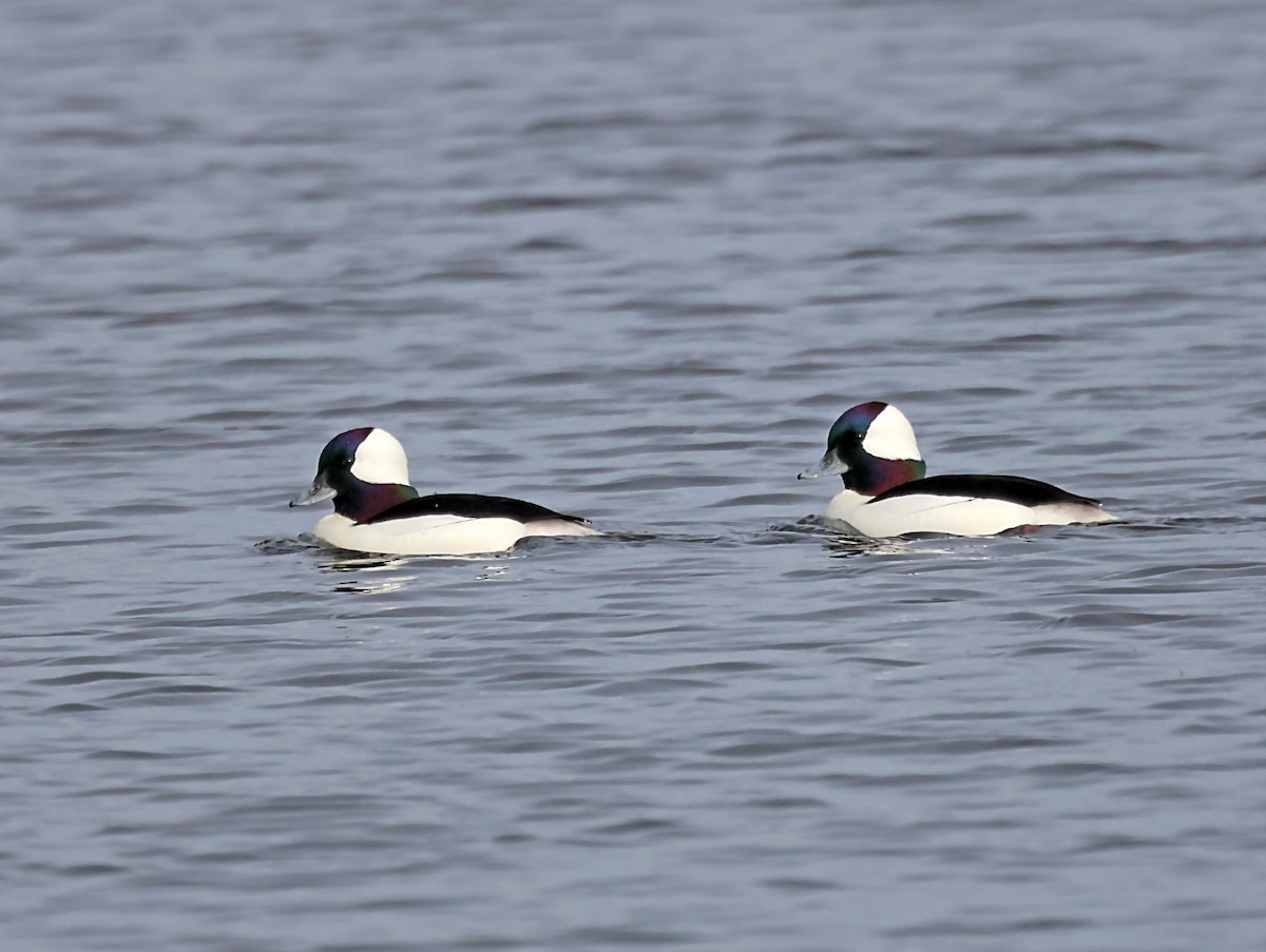 Bufflehead - ML620103765