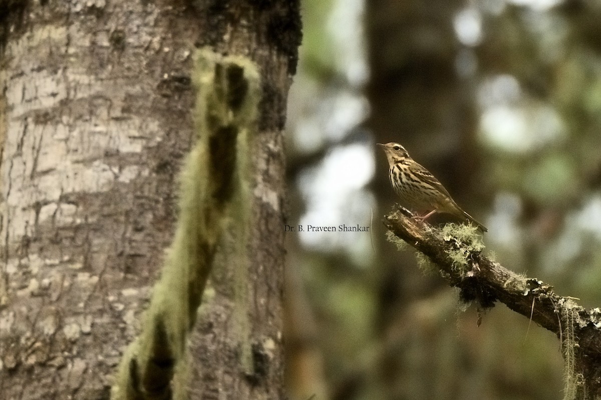 Olive-backed Pipit - ML620103766