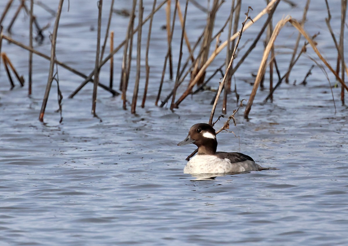 Bufflehead - ML620103773