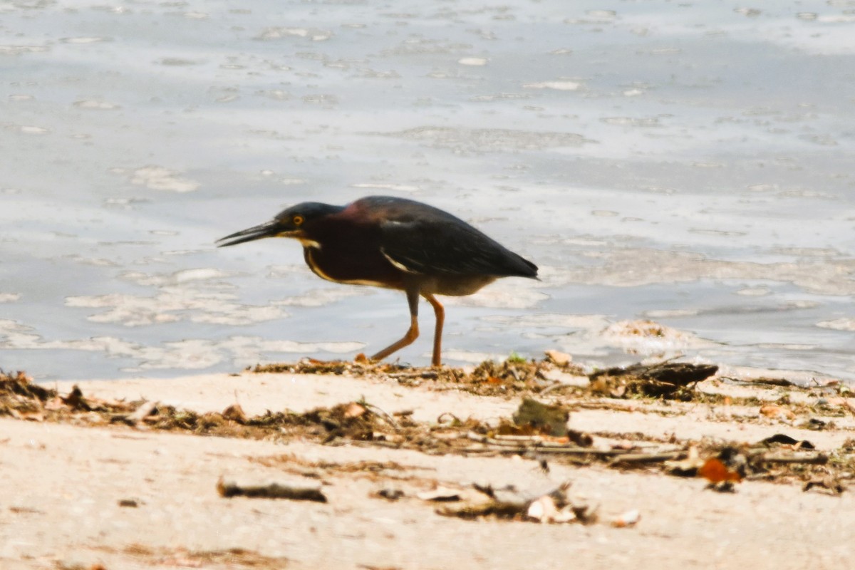 Green Heron - ML620103776