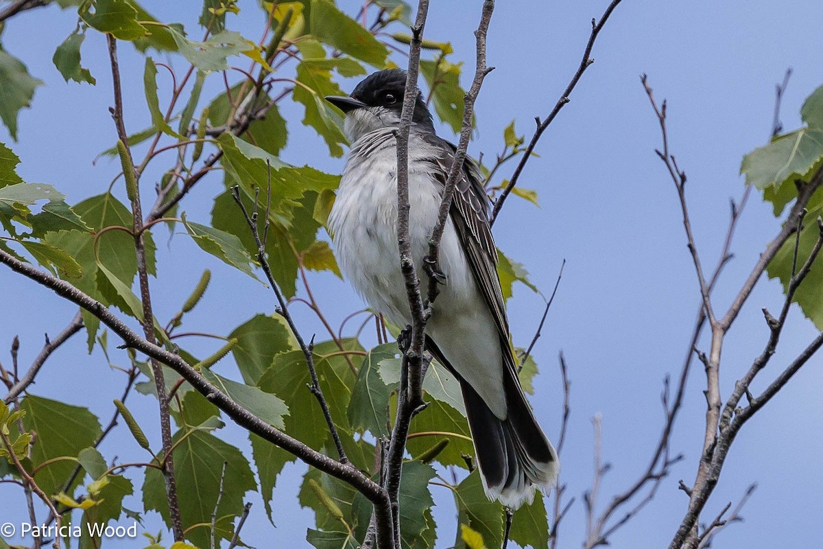 Schieferrücken-Königstyrann - ML620103777