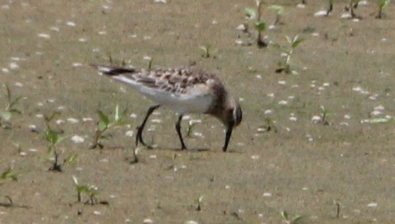 gulbrystsnipe - ML620103780