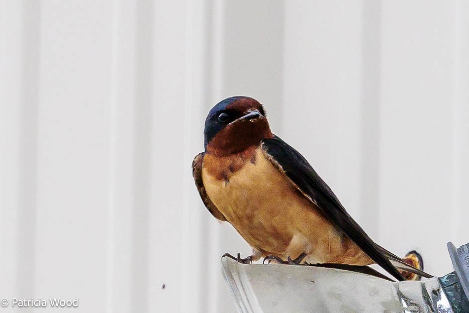 Barn Swallow - Patti Wood