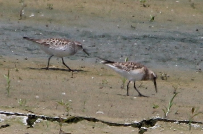 Bairdstrandläufer - ML620103787