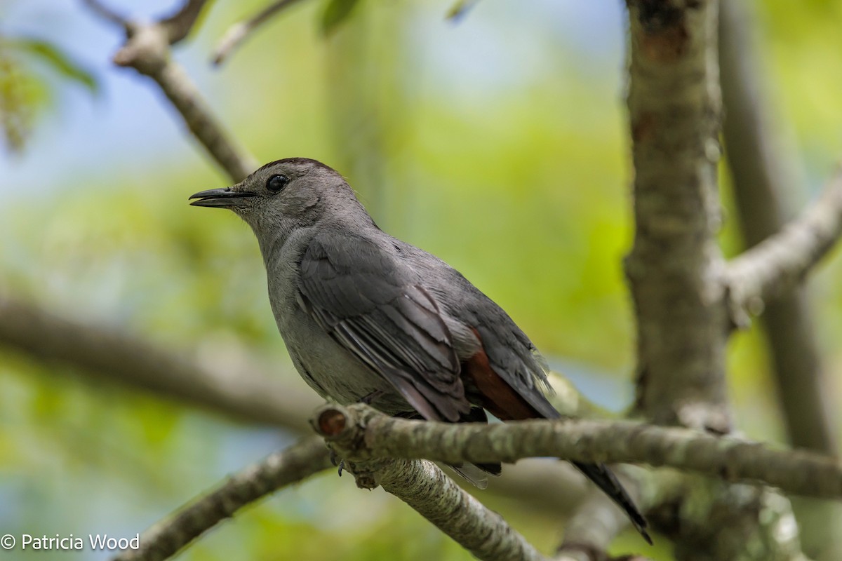 Gray Catbird - ML620103791