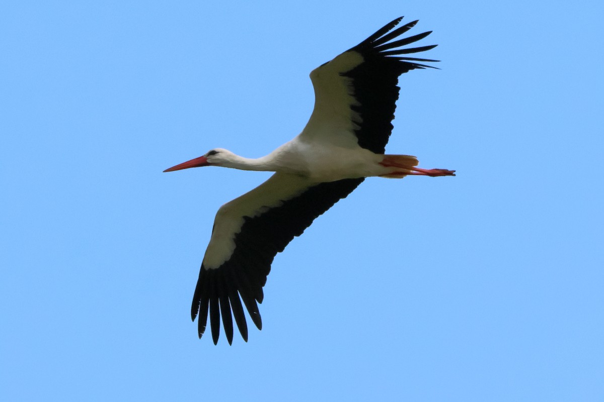 White Stork - ML620103805