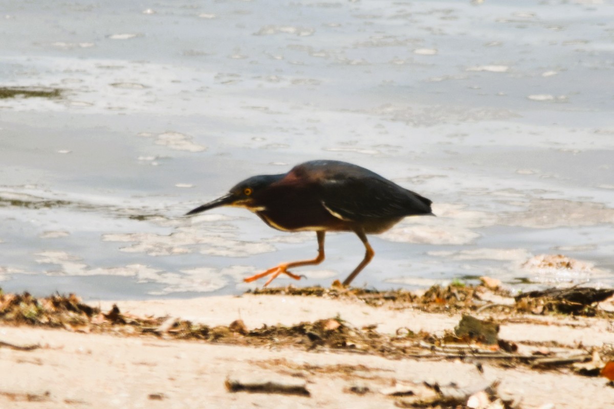 Green Heron - ML620103827