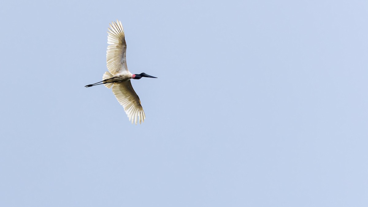 čáp jabiru - ML620103830