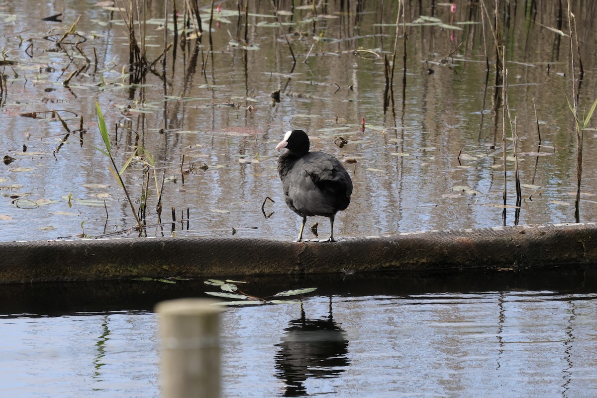 Eurasian Coot - ML620103833