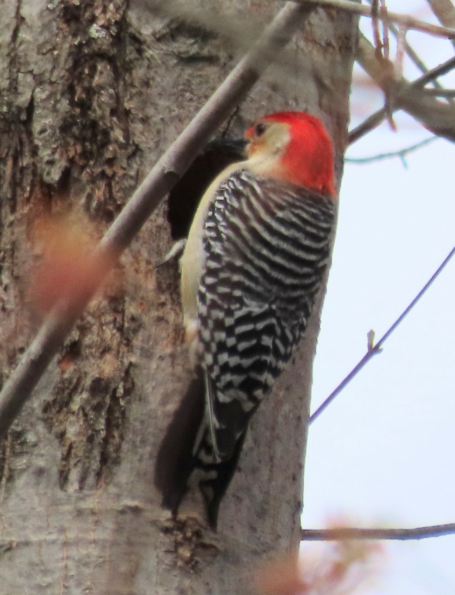Red-bellied Woodpecker - ML620103835