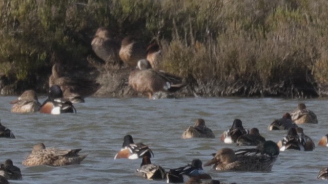 Blue-winged Teal - ML620103855