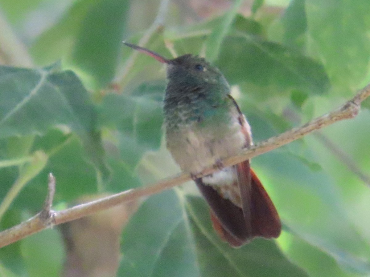 Berylline Hummingbird - ML620103874