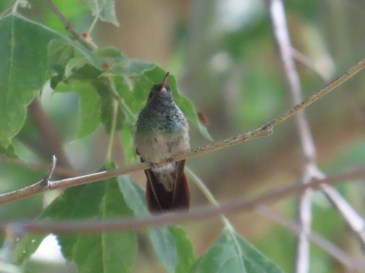 Berylline Hummingbird - ML620103875