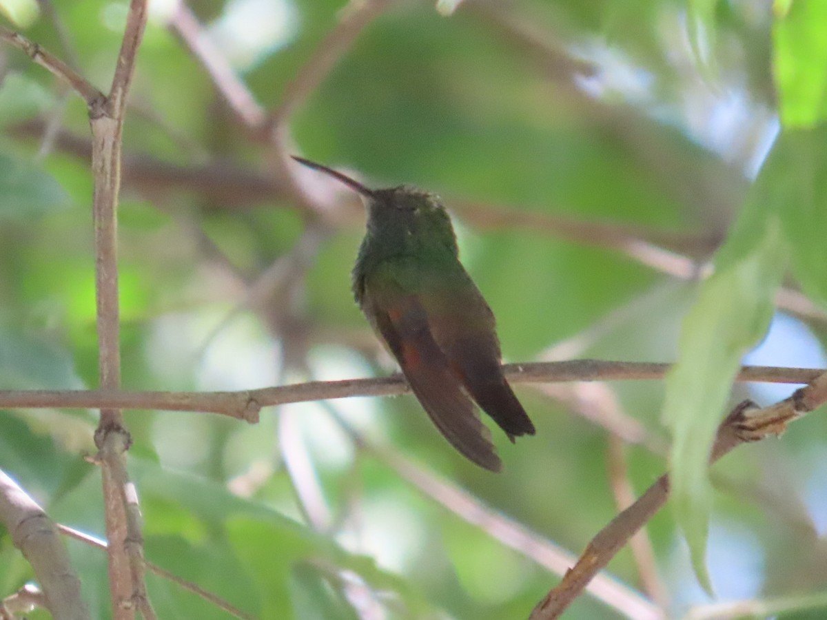 Berylline Hummingbird - ML620103876