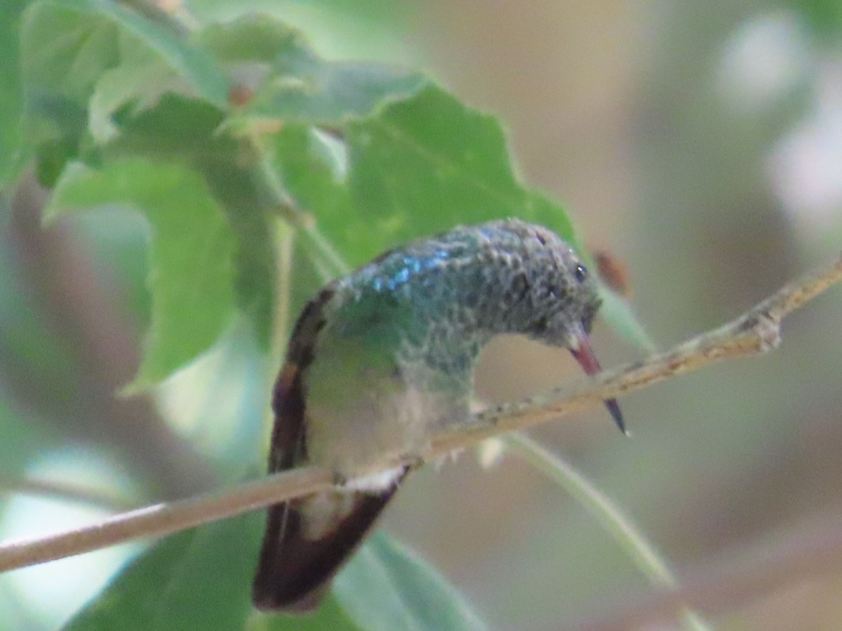 Berylline Hummingbird - ML620103877