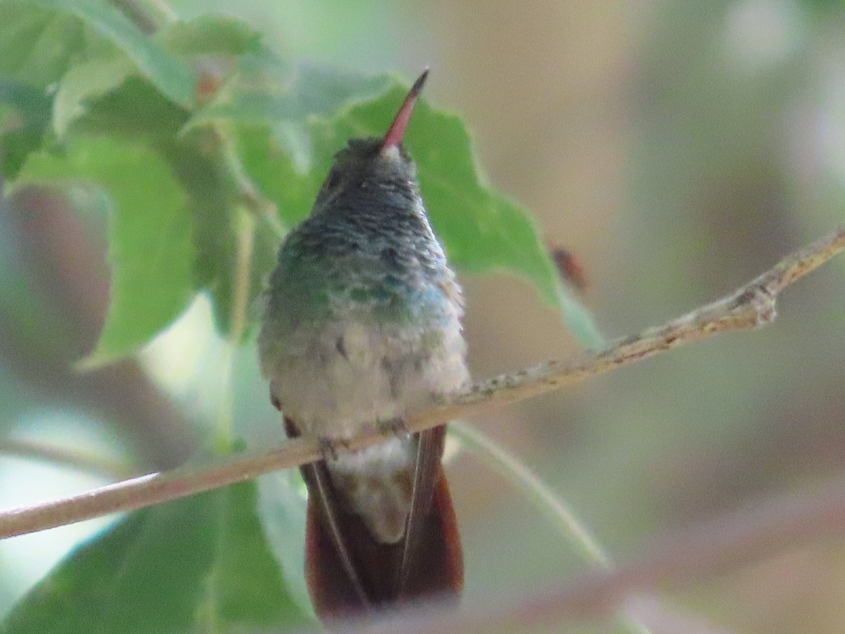 Berylline Hummingbird - ML620103878