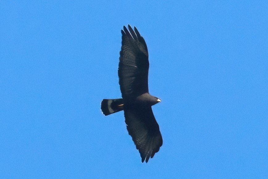 Zone-tailed Hawk - ML620103889