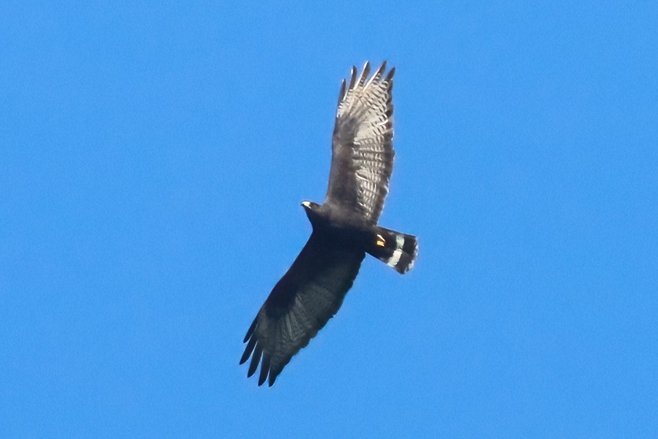 Zone-tailed Hawk - ML620103890
