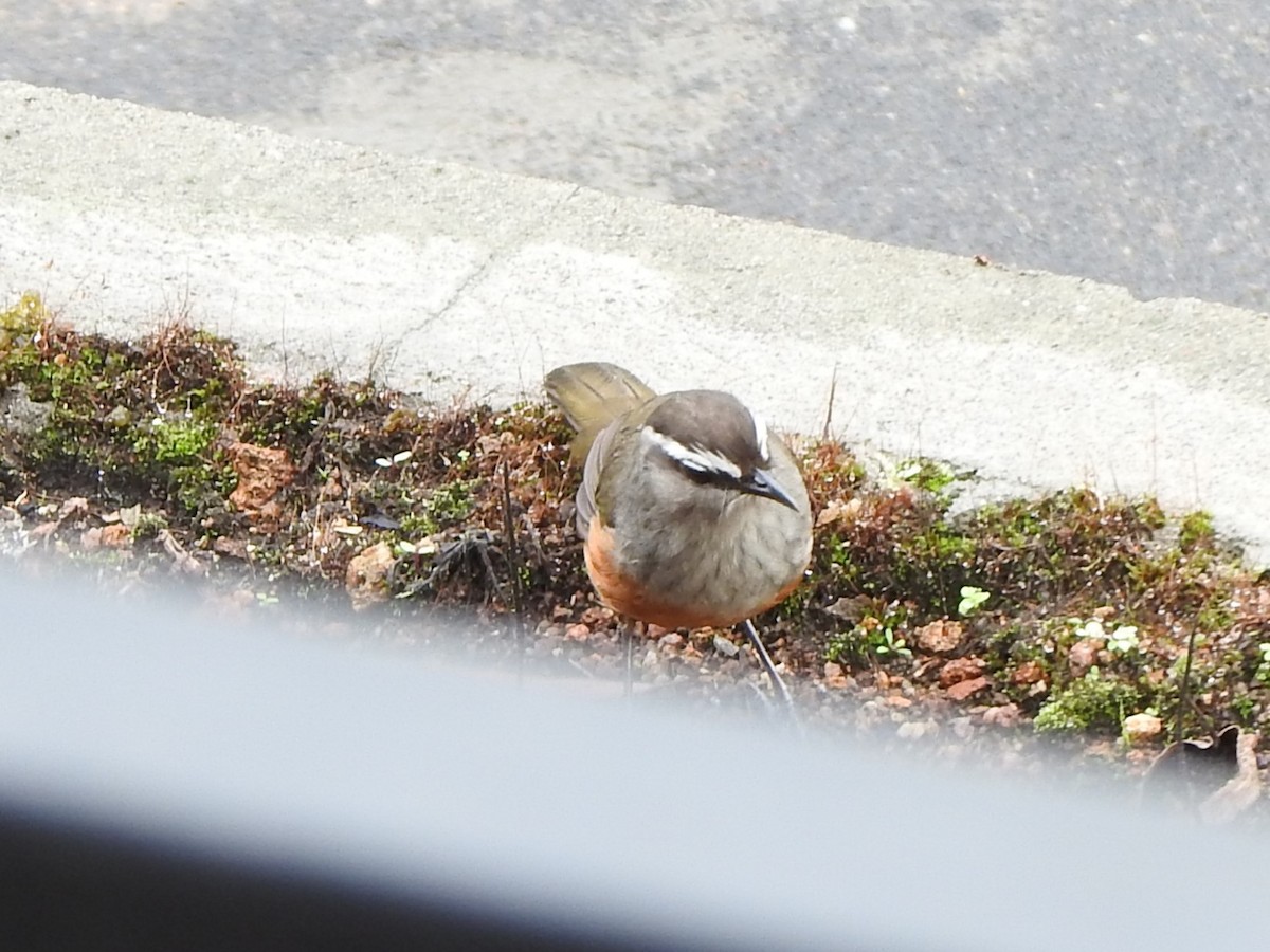 Palani Laughingthrush - Arulvelan Thillainayagam