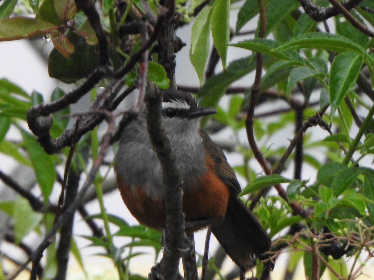 Palani Laughingthrush - ML620103914