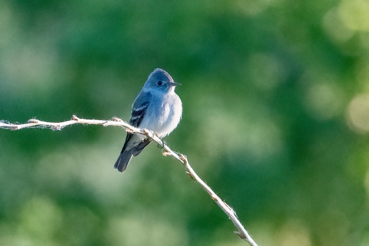 Dusky Flycatcher - ML620103965