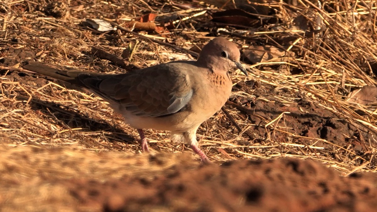 Laughing Dove - ML620103988