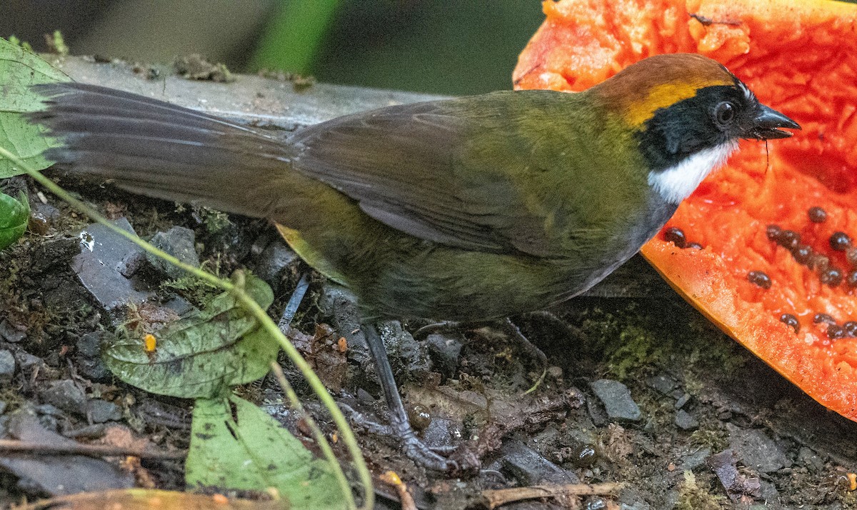 Chestnut-capped Brushfinch - ML620103989