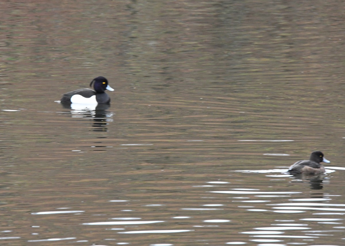 Tufted Duck - ML620103993