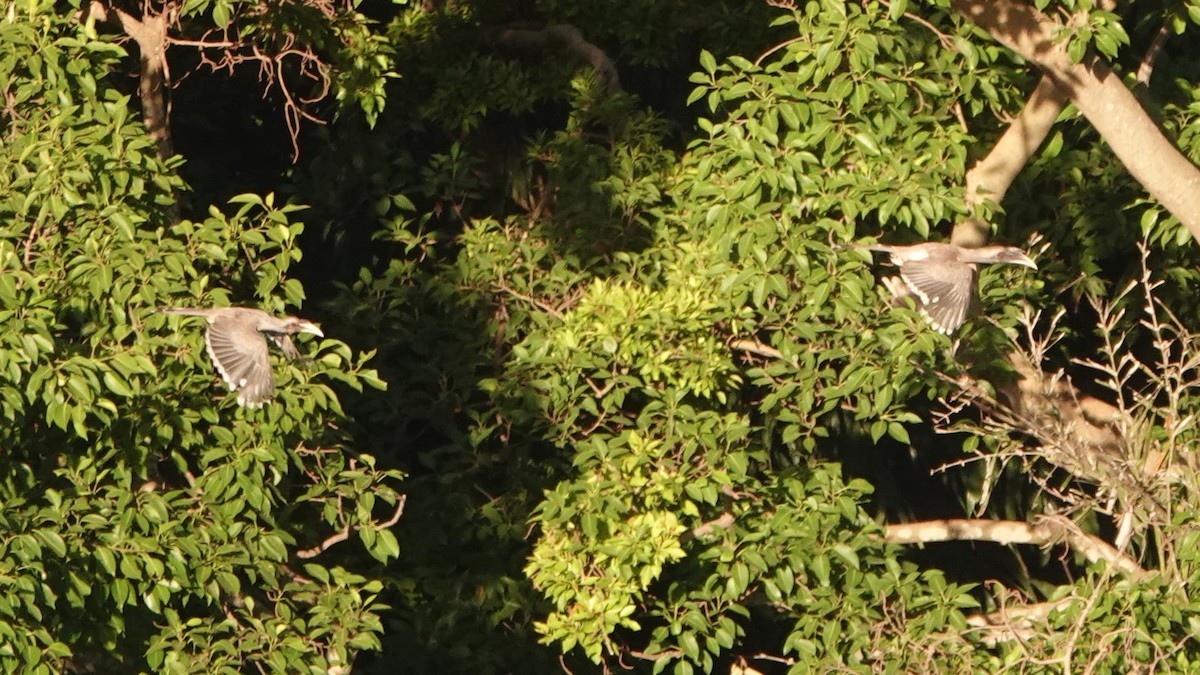 Indian Gray Hornbill - ML620103994
