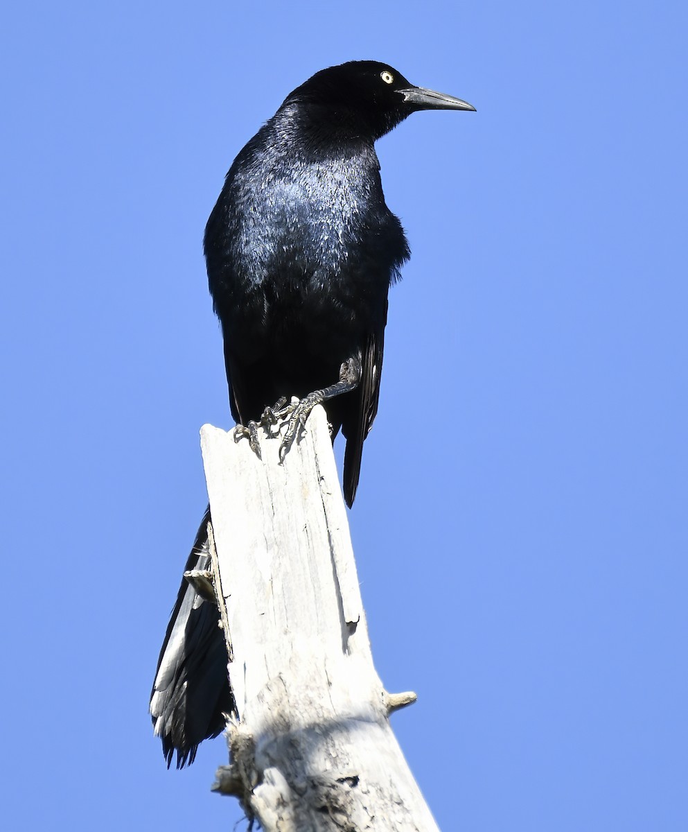 Great-tailed Grackle - ML620103998