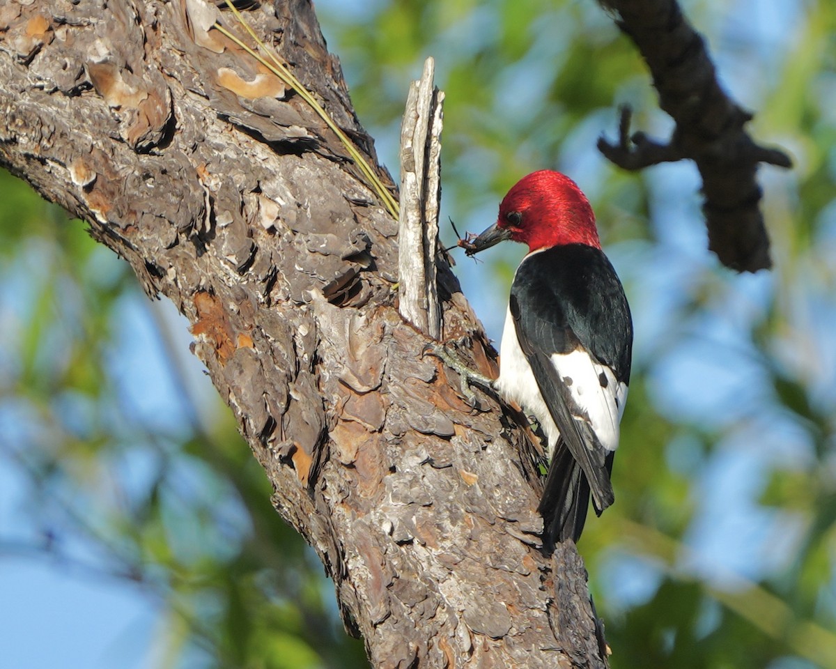 Red-bellied Woodpecker - Gloria Markiewicz