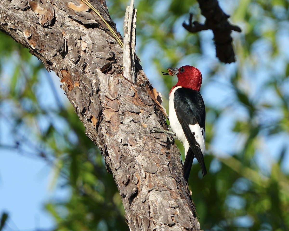 Red-bellied Woodpecker - ML620104013