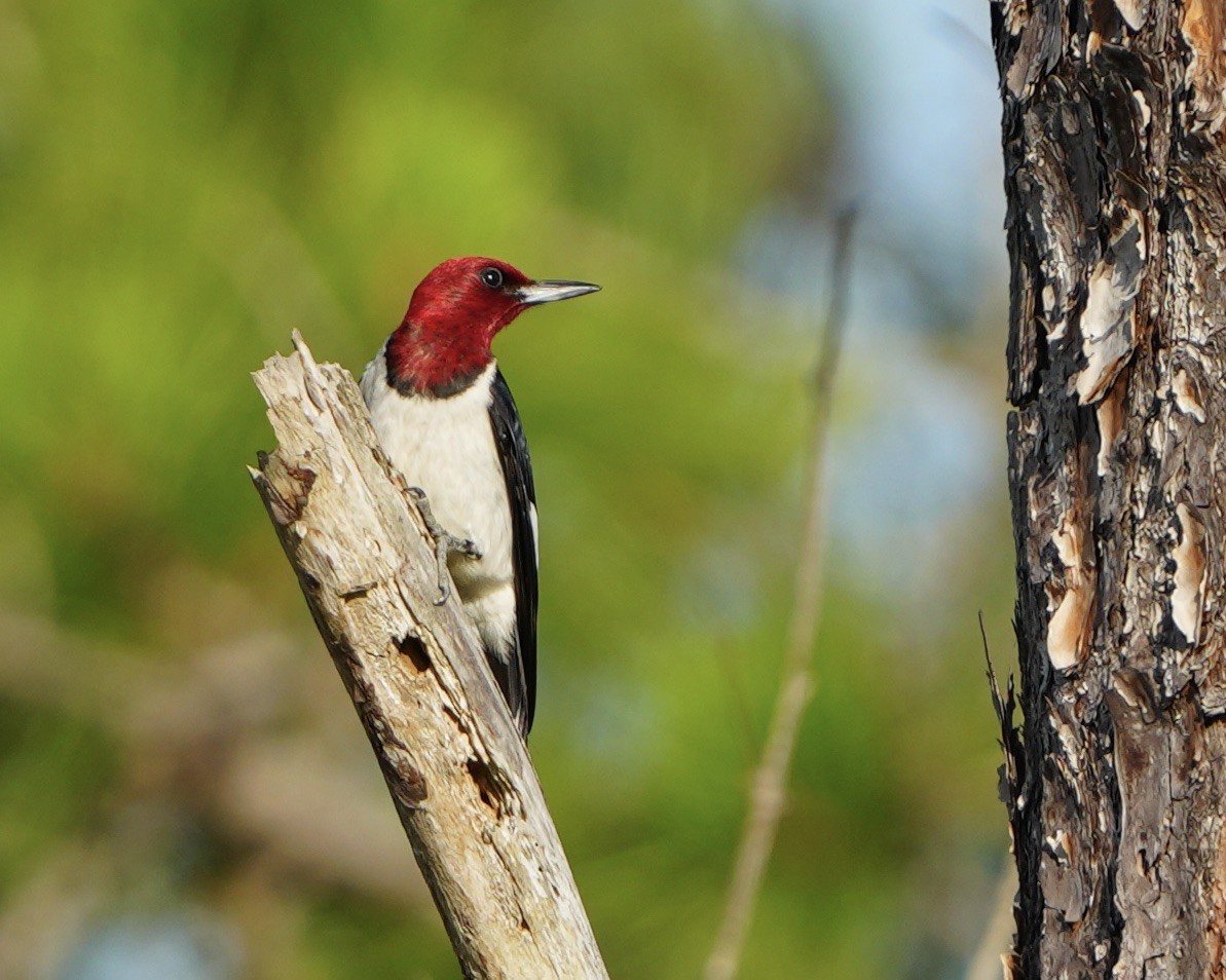Red-bellied Woodpecker - ML620104014