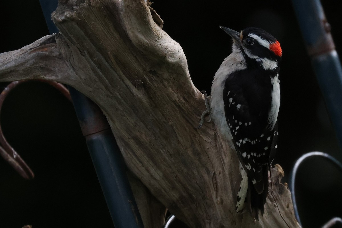 Downy Woodpecker - ML620104015
