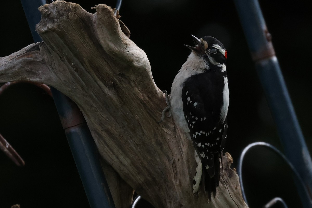 Downy Woodpecker - ML620104019